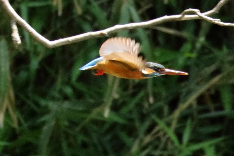 目には青葉　　池にカワセミ　　缶チューハイ（葛飾区、水元公園）_b0291402_05464901.jpg