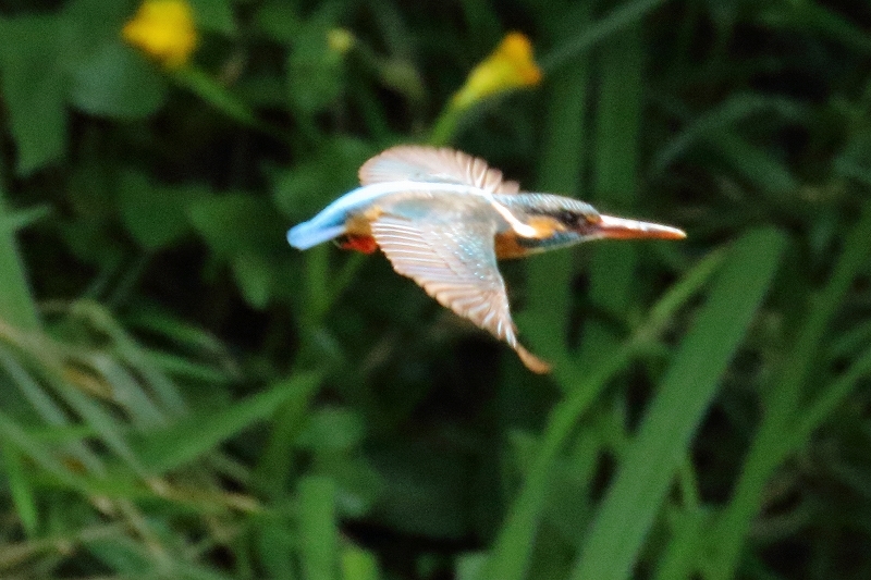 目には青葉　　池にカワセミ　　缶チューハイ（葛飾区、水元公園）_b0291402_05465677.jpg