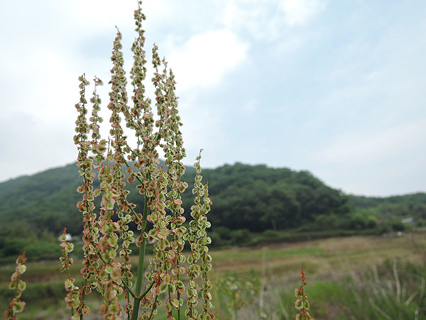 d0168406_07222345.jpg