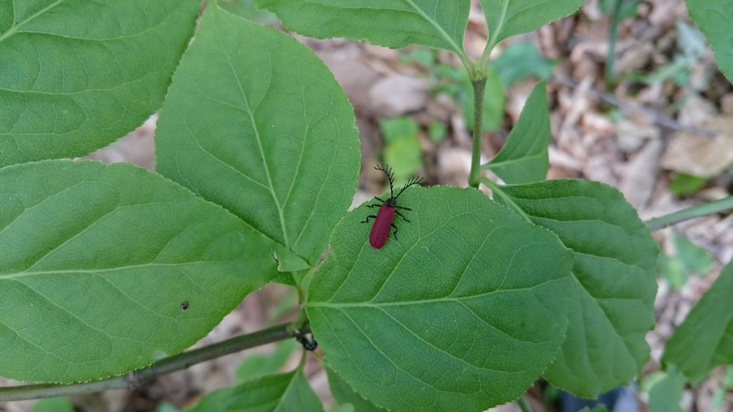 背中の赤いよく目立つ虫たち 昆虫ブログ むし探検広場