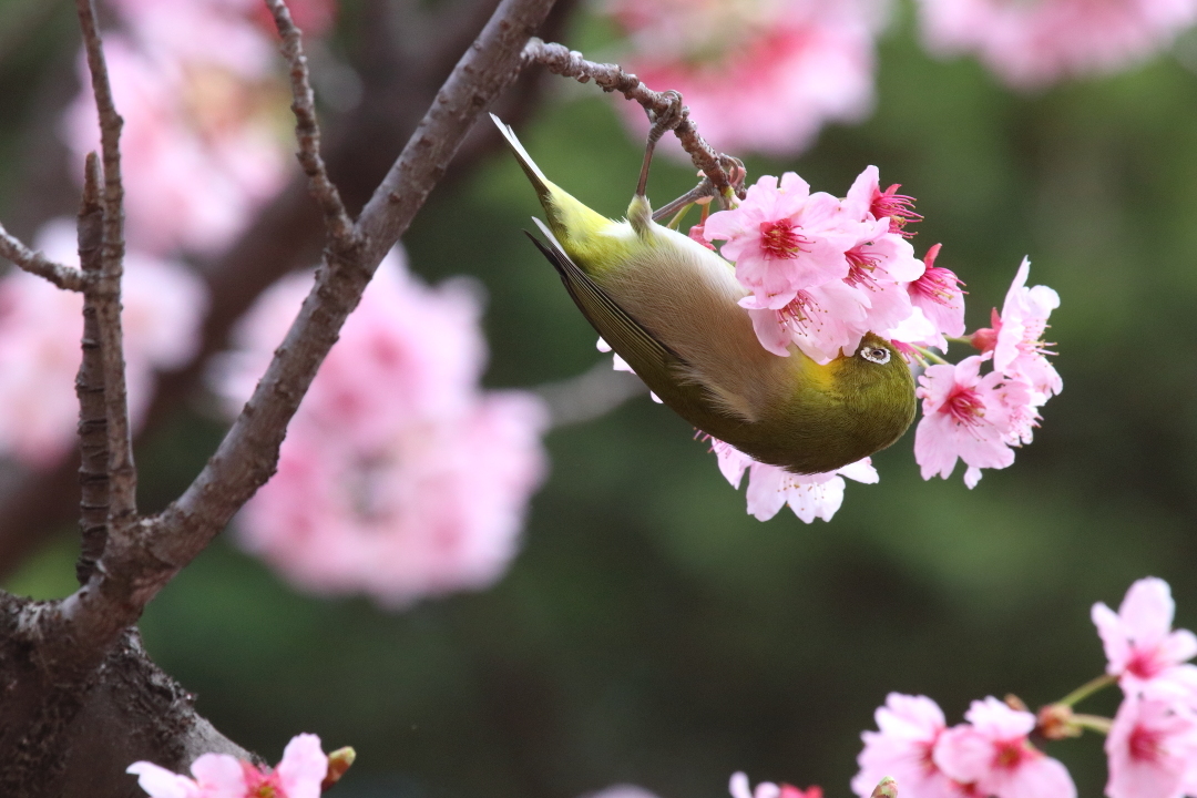 今年の桜の下の出会い - 圧倒的桜。2018 -_b0190710_23590618.jpg