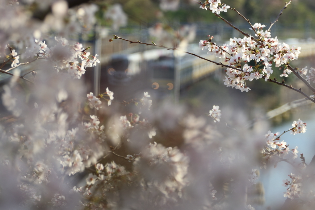 今年の桜の下の出会い - 圧倒的桜。2018 -_b0190710_23591338.jpg