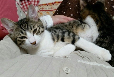e0144012_00193026.jpeg