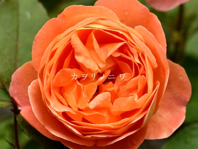 薔薇のアロマキャンドル カヲリノニワ