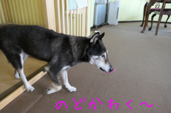 f0369014_16440662.jpg