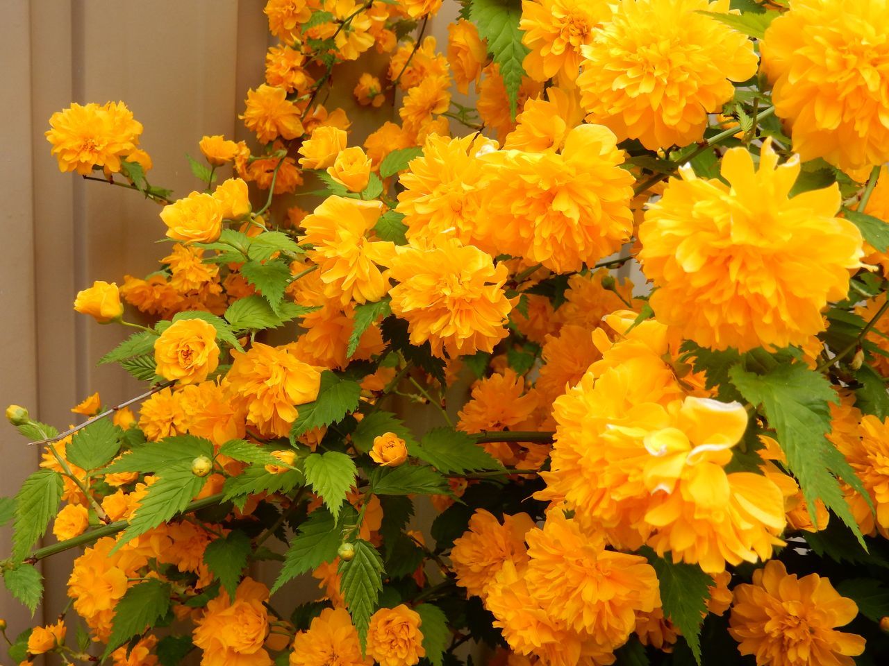 いくら寒くても5月には花が咲く_c0025115_23200746.jpg