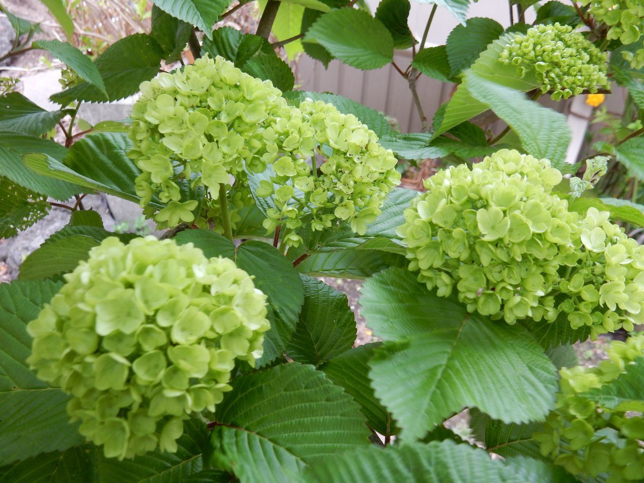 いくら寒くても5月には花が咲く_c0025115_23230680.jpg