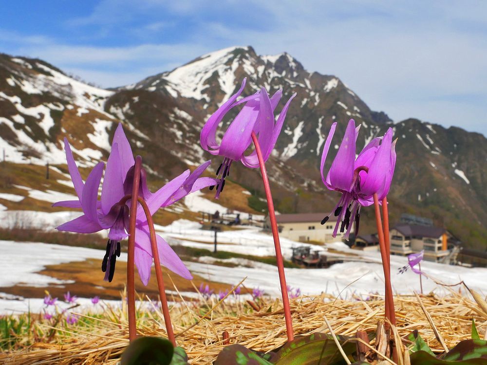 谷川岳・天神平の白雪姫に逢いに行く！♪_a0031821_20070074.jpg