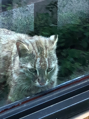 井の頭自然文化園・動物園 ヤマネコ_b0071624_18454807.jpg