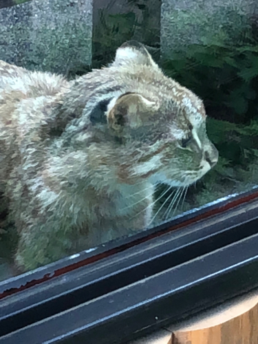 井の頭自然文化園・動物園 ヤマネコ_b0071624_18455283.jpg