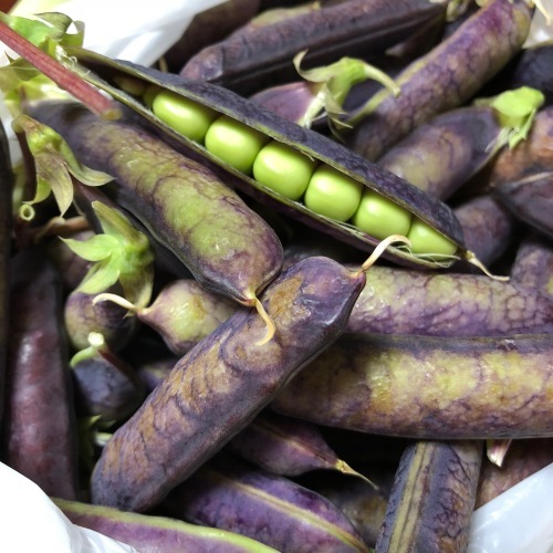 King Tut Purple Pea (ツタンカーメン豆)_b0129324_22362255.jpg