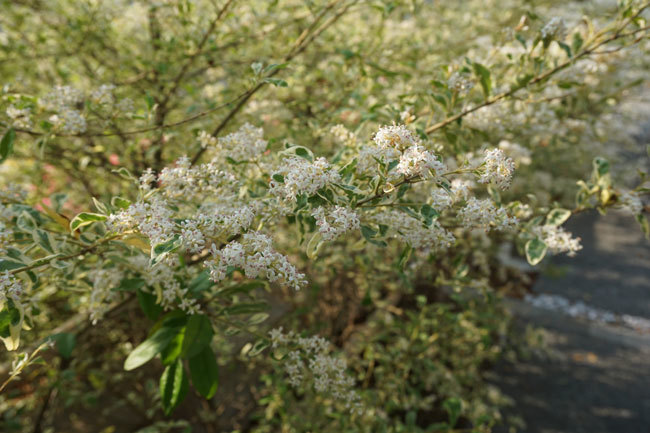 d0210324_06442144.jpg