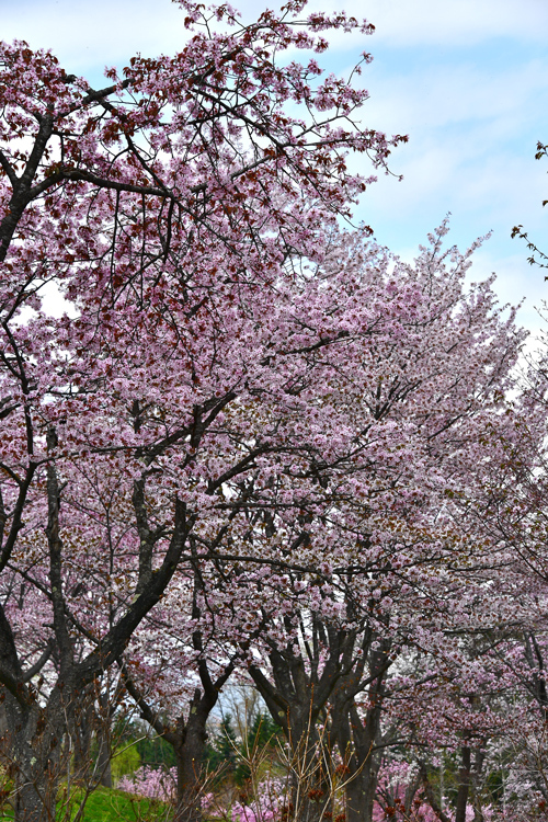 2018桜～道北編②_f0116528_21563139.jpg