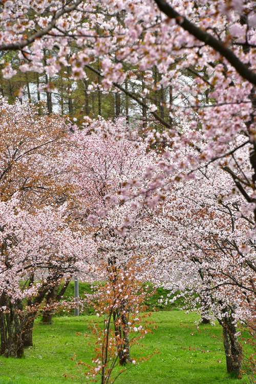 2018桜～道北編②_f0116528_21570300.jpg