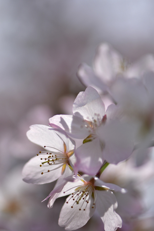 2018桜～道北編⑦_f0116528_22551237.jpg