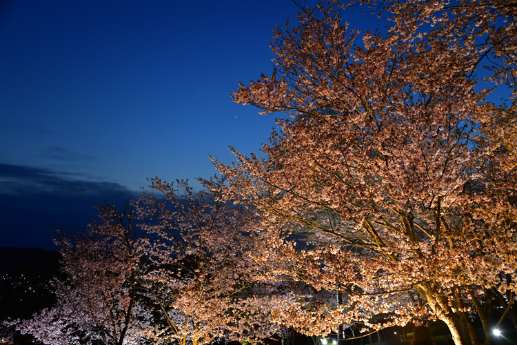 2018桜～道北編⑨_f0116528_23090347.jpg