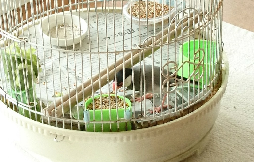 文鳥のかごをリフォーム おうち日記 文鳥のかごをリフォーム おうち日記
