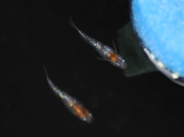 e0097534_15325438.jpg