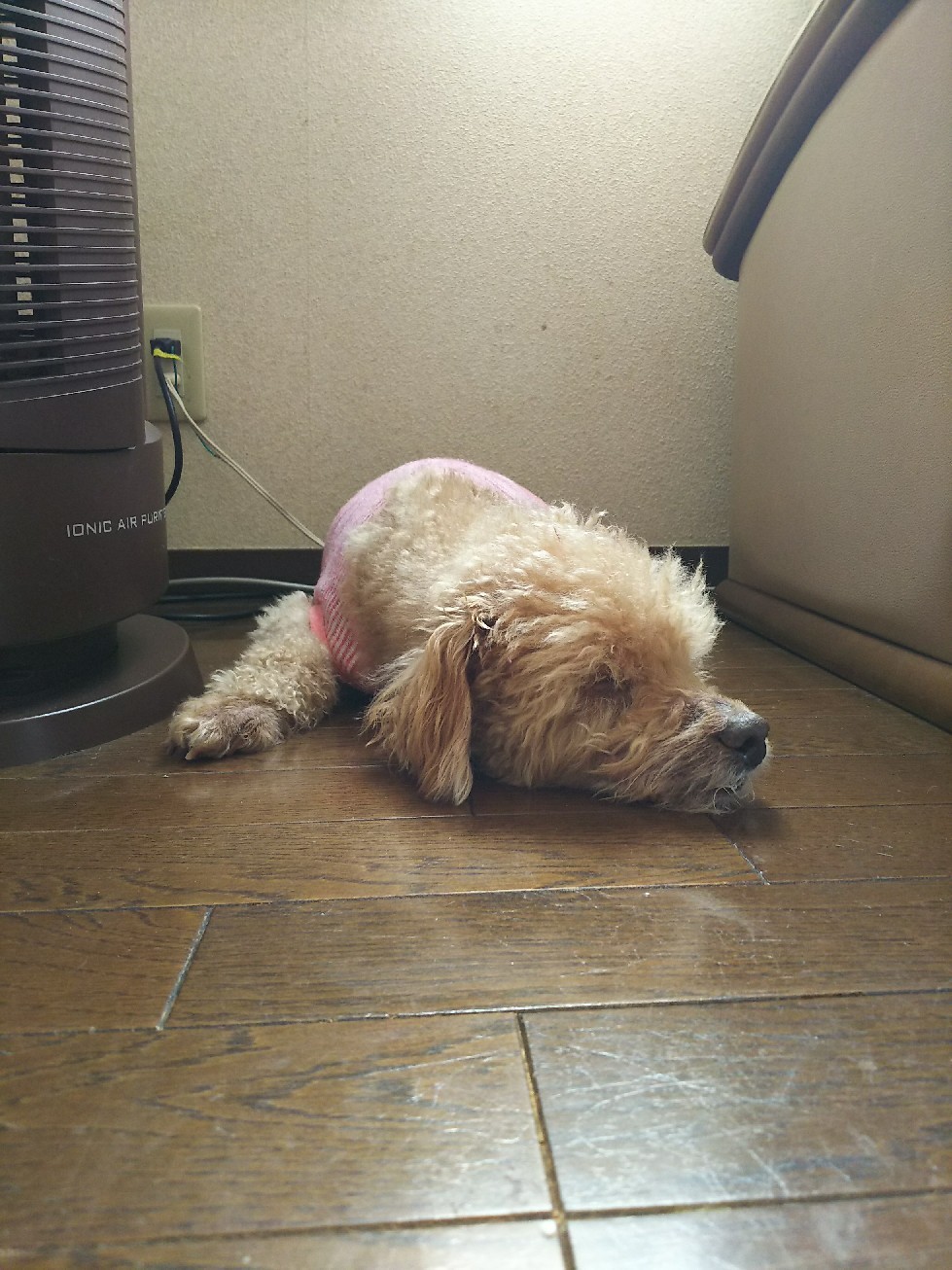 ルカの腎臓病とアレルギーのこと みんなと一緒 ルカの腎臓病とアレルギーのこと みんなと一緒