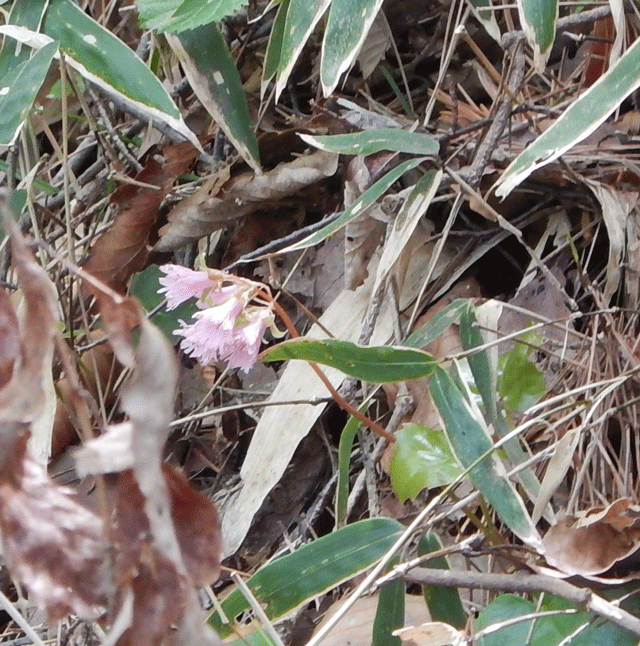 e0371039_8374989.gif
