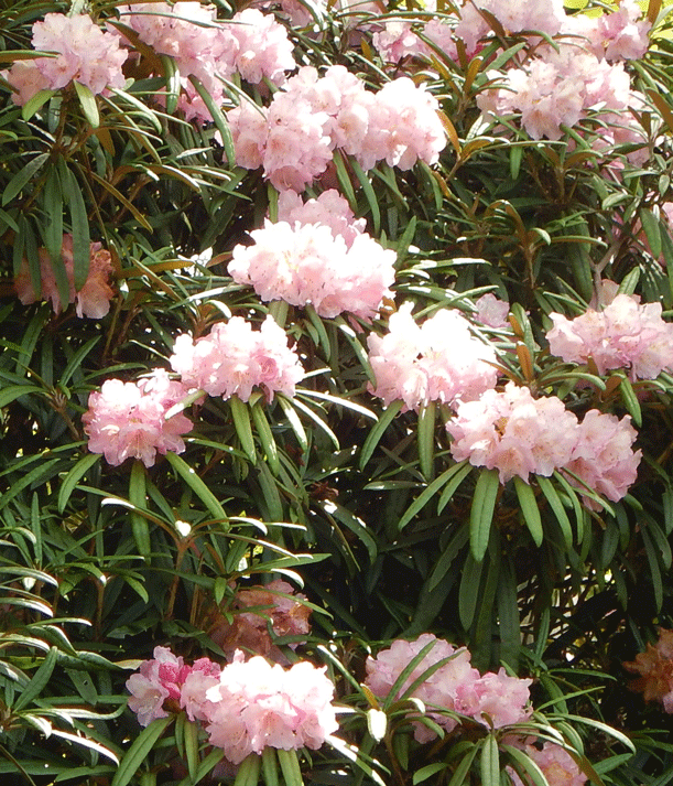 e0371039_8382066.gif