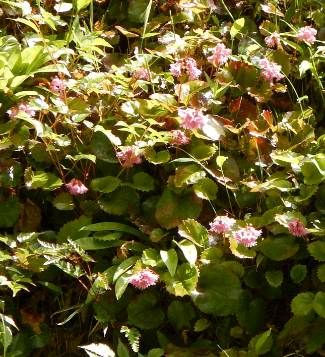 e0371039_8382744.gif