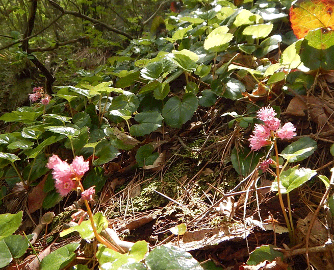 e0371039_8392736.gif