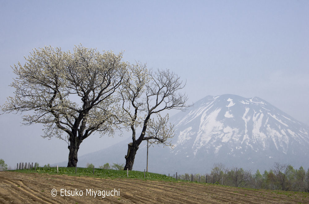 再びの羊蹄山麓_f0152939_09464214.jpg