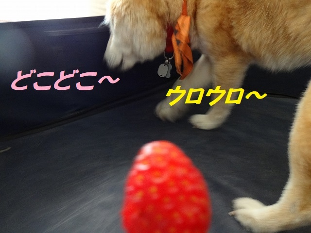 いちご♪_e0195743_00471093.jpg