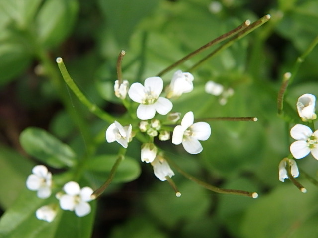 f0334143_97279.jpg