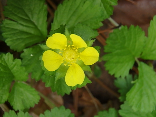 f0334143_97367.jpg
