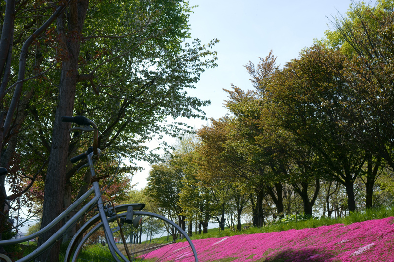 2018\'　sakura　 さくら　桜　（旭山公園・桜の杜）_a0112747_16182622.jpg