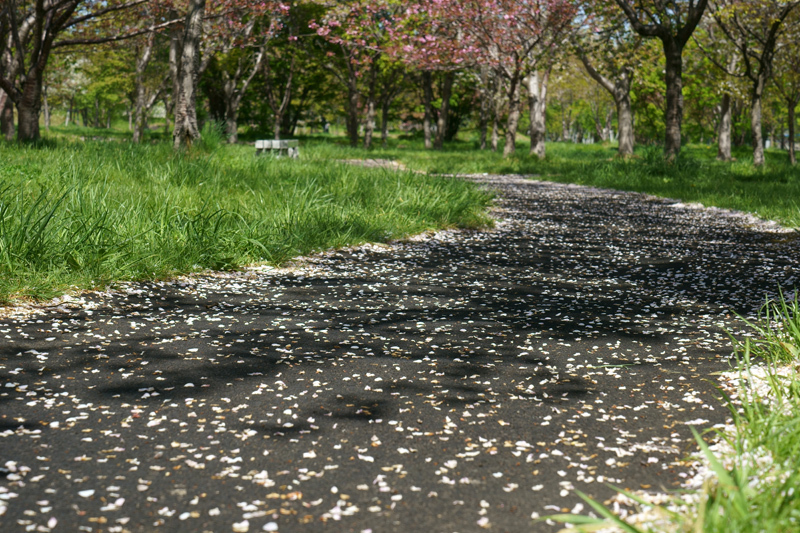 2018\'　sakura　 さくら　桜　（旭山公園・桜の杜）_a0112747_16183073.jpg