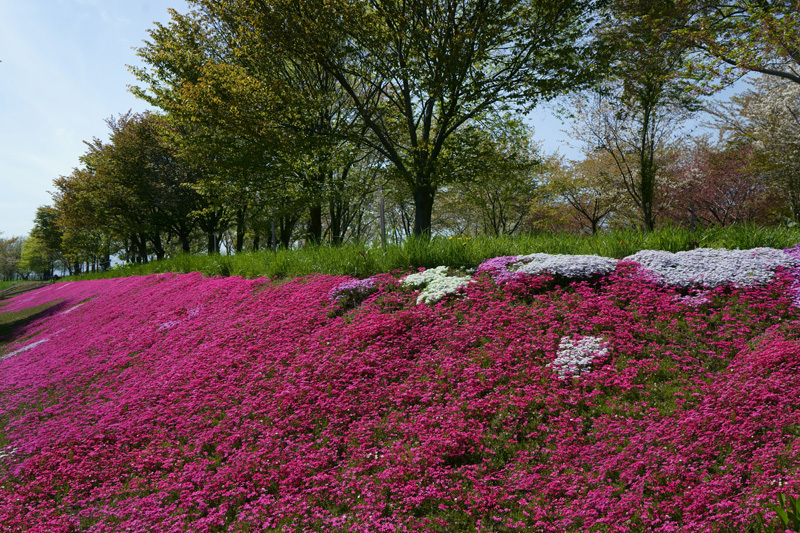 2018\'　sakura　 さくら　桜　（旭山公園・桜の杜）_a0112747_16183371.jpg