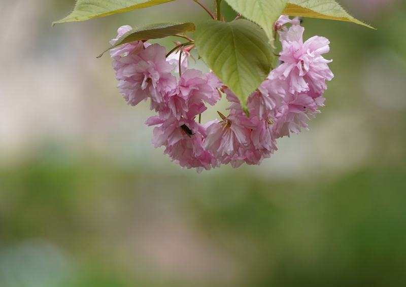 2018\'　sakura　 さくら　桜　（旭山公園・桜の杜）_a0112747_16190280.jpg