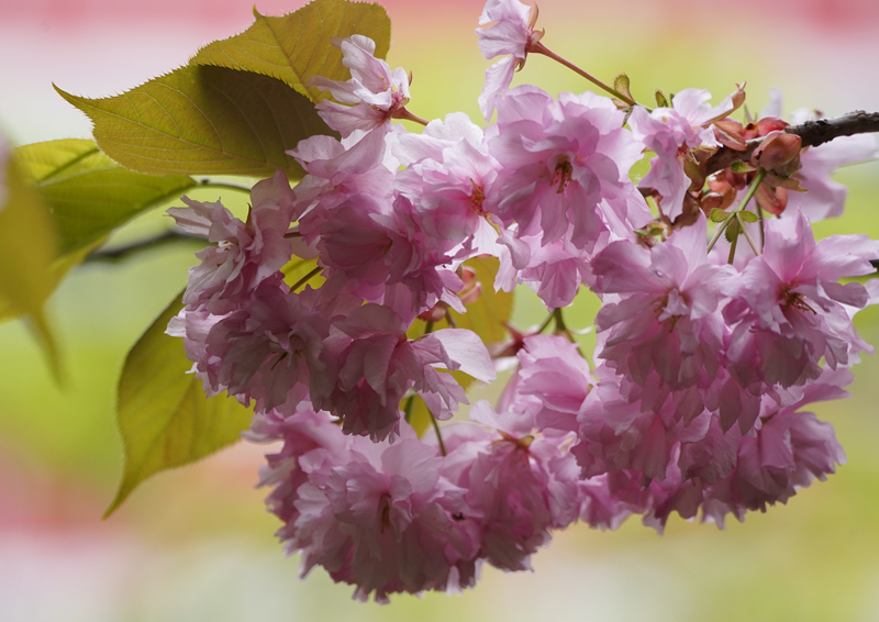 2018\'　sakura　 さくら　桜　（旭山公園・桜の杜）_a0112747_16190615.jpg