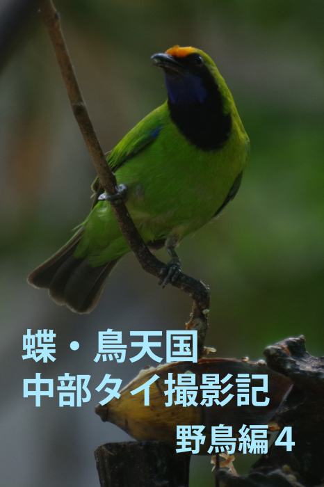 蝶鳥天国中部タイ撮影記（野鳥編４）_b0144049_14525708.jpg