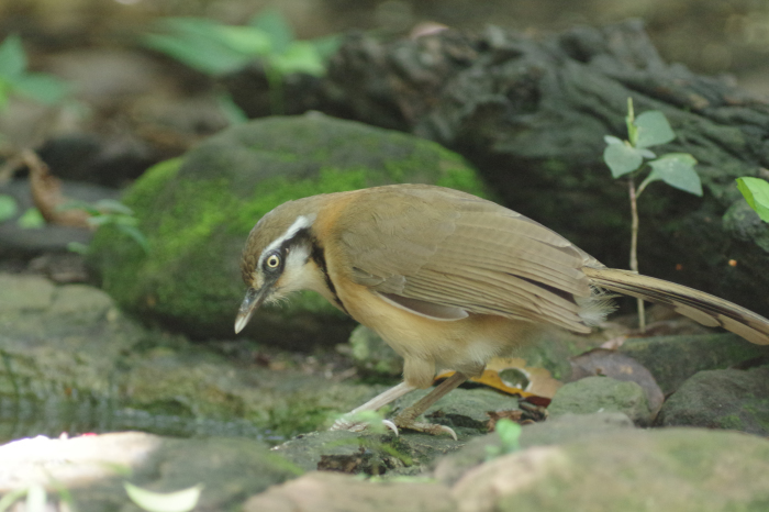 蝶鳥天国中部タイ撮影記（野鳥編４）_b0144049_15310328.jpg