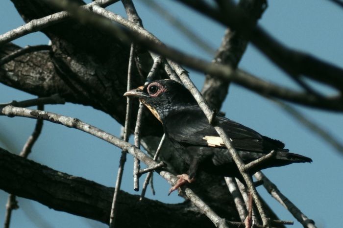 蝶鳥天国中部タイ撮影記（野鳥編４）_b0144049_16524430.jpg