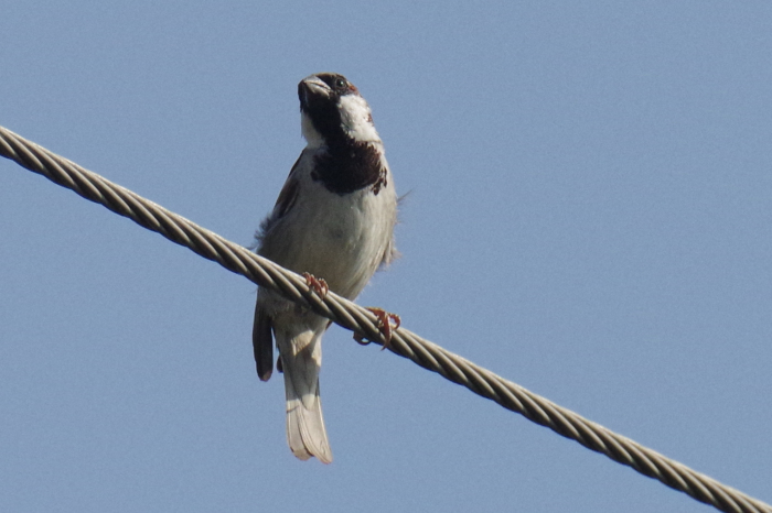 蝶鳥天国中部タイ撮影記（野鳥編４）_b0144049_21194760.jpg