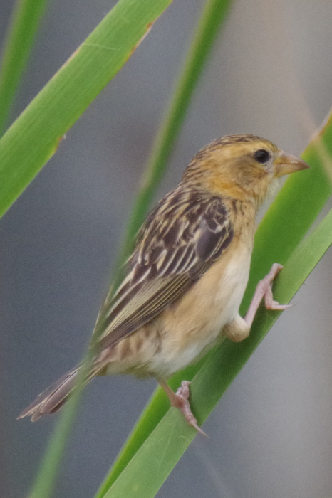 蝶鳥天国中部タイ撮影記（野鳥編４）_b0144049_22090508.jpg