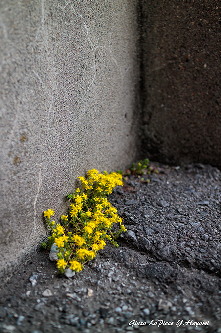 花のある風景　コモチマンネングサの花_b0133053_00430248.jpg