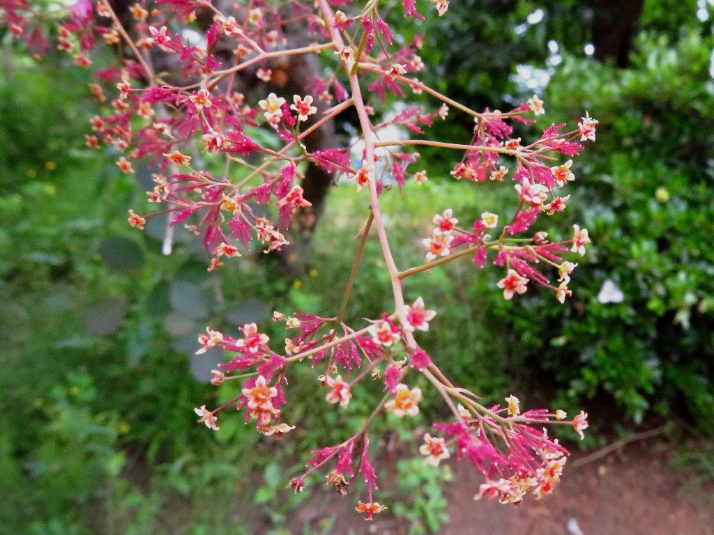 スモークツリーに花が 花追い日記