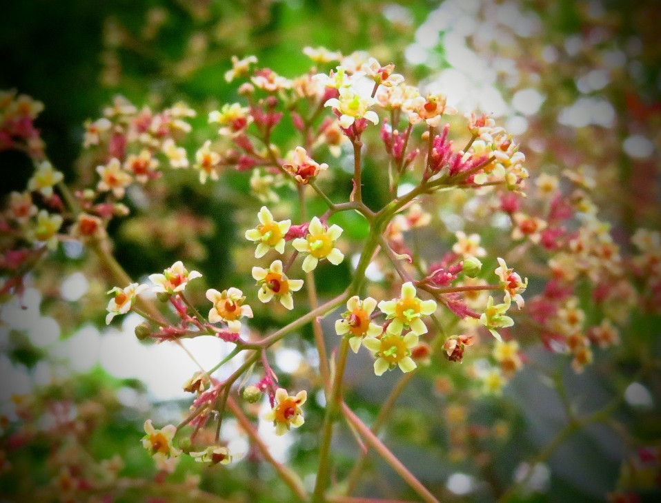 スモークツリーに花が 花追い日記 スモークツリーに花が 花追い日記
