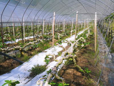 甘熟いちじく 芽吹きと芽カギ&脇芽カギ作業(2020)惜しまぬ手間ひまと匠の技で甘く美味しく育て上げます_a0254656_16412871.jpg