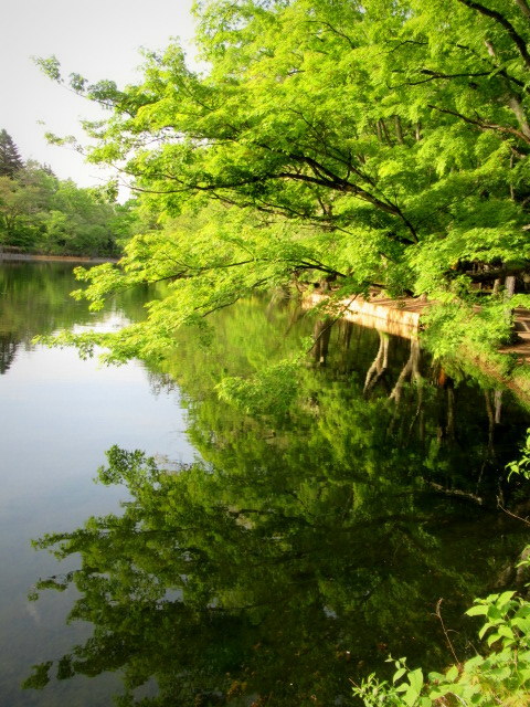 万緑の雲場池 * リフレクションの美しさ_f0236260_16140194.jpg