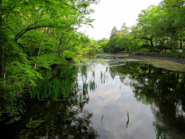 万緑の雲場池 * リフレクションの美しさ_f0236260_16212194.jpg