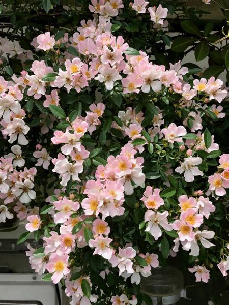 つるバラ のぞみ の物語 東京ベランダ通信