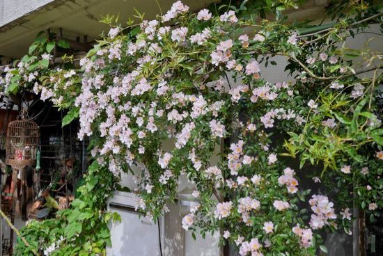 つるバラ のぞみ の物語 東京ベランダ通信