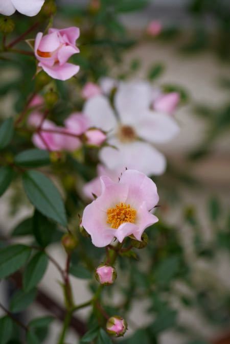 つるバラ のぞみ の物語 東京ベランダ通信